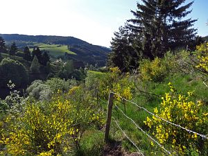 Ginsterblte in Tennenbronn