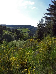 Ginsterblte in Tennenbronn