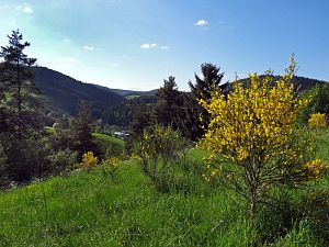 Ginsterblte in Tennenbronn