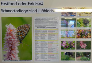 Schmetterlinge im Eichbachtal