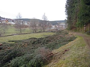 Baumfällarbeiten am See