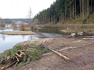 Baumfällarbeiten am See