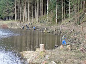 Baumfällarbeiten am See