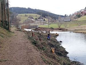 Baumfällarbeiten am See