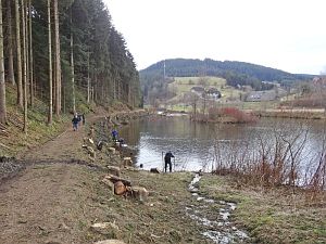 Baumfällarbeiten am See