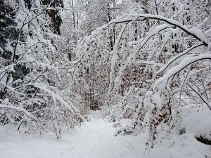Optimale Bedingungen für Langlauf, Rodel und Ski