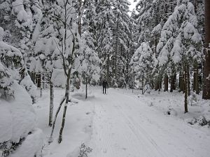 Optimale Bedingungen für Langlauf, Rodel und Ski
