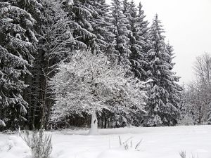 Optimale Bedingungen für Langlauf, Rodel und Ski