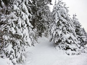 Winterliche Gre aus Tennenbronn