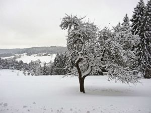 Winterliche Gre aus Tennenbronn