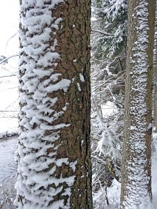 Winterliche Gre aus Tennenbronn