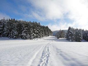 Winter an Neujahr in Tennenbronn