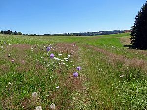 Sommerwanderung im Bernecktal