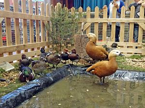 Geflgelausstellung Tennenbronn
