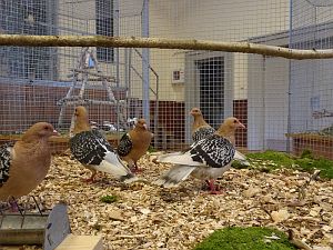 Geflgelausstellung Tennenbronn
