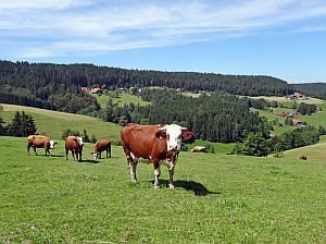 Heibet Heuernte Tennenbronn