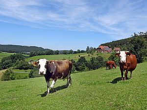 Heibet Heuernte Tennenbronn