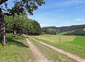 Heibet Heuernte Tennenbronn