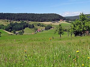 Heibet Heuernte Tennenbronn