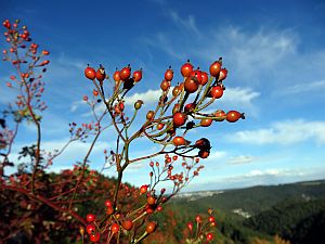 Herbst 2016 in Tennenbronn