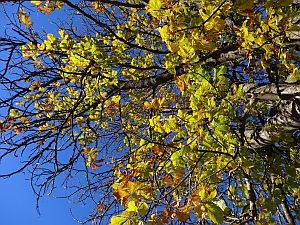 Herbst 2016 in Tennenbronn