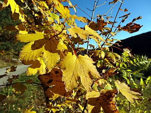 Herbst 2016 in Tennenbronn
