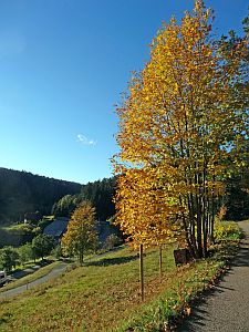 Herbst 2016 in Tennenbronn