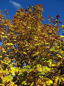 Herbst 2016 in Tennenbronn