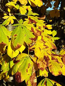 Herbst 2016 in Tennenbronn