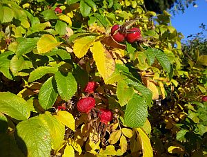Herbst 2016 in Tennenbronn