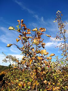 Herbst 2016 in Tennenbronn