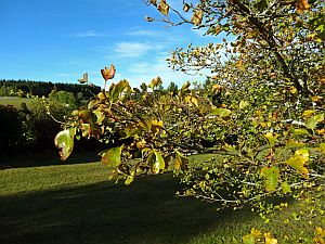 Herbst 2016 in Tennenbronn