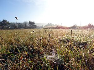 Herbst in Tennenbronn