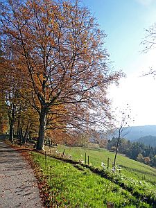 Herbst in Tennenbronn
