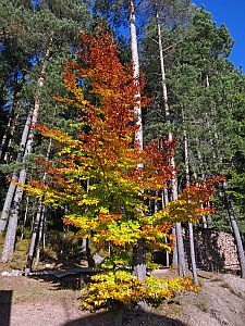 Herbst in Tennenbronn