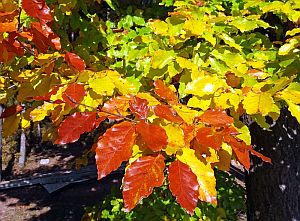 Herbst in Tennenbronn