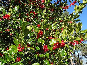 Herbst in Tennenbronn