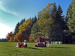 Herbst in Tennenbronn