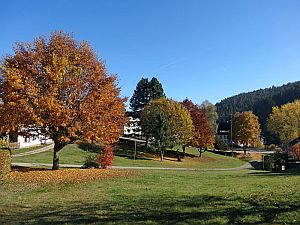 Herbst in Tennenbronn