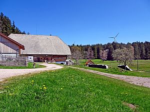 Loewenzahnbluete in Tennenbronn