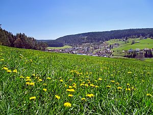 Loewenzahnbluete in Tennenbronn