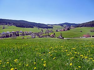 Loewenzahnbluete in Tennenbronn