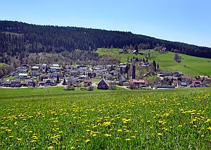 Loewenzahnbluete in Tennenbronn