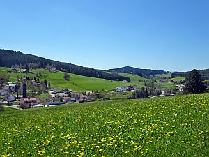 Loewenzahnbluete in Tennenbronn