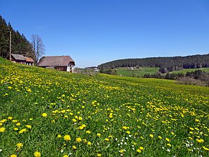 Lwenzahnblte in Tennenbronn