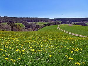 Loewenzahnbluete in Tennenbronn