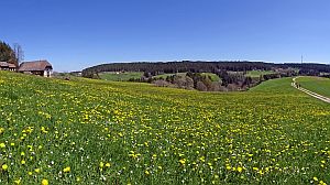 Loewenzahnbluete in Tennenbronn