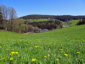 Loewenzahnbluete in Tennenbronn