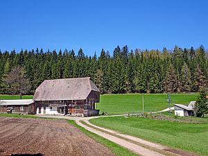 Loewenzahnbluete in Tennenbronn
