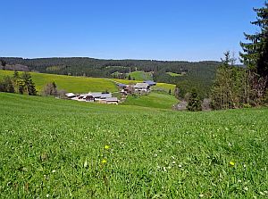 Loewenzahnbluete in Tennenbronn
